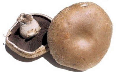 What do spectral and mushrooms have in common?