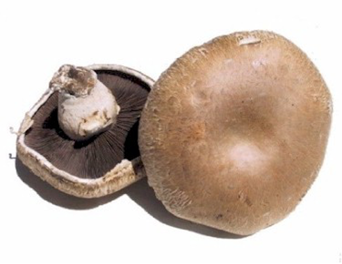 What do spectral and mushrooms have in common?